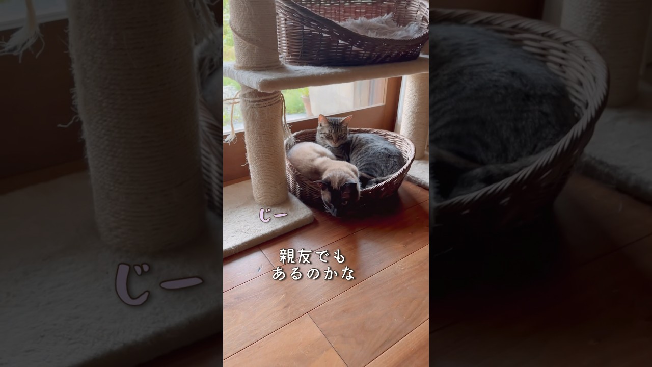 兄弟以上の相棒♡仲良しな保護猫達　#保護猫 #田舎暮らしの猫 #仲良し猫