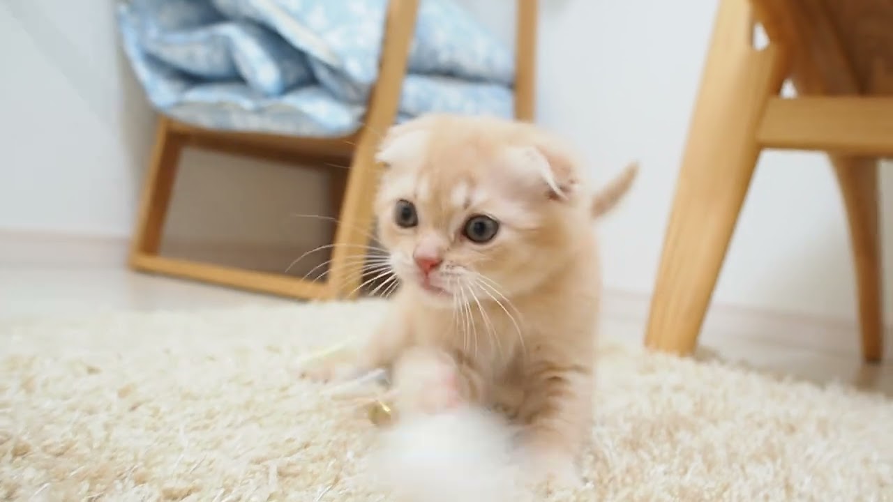 埼玉県　MINAMO スコティッシュフォールド　女の子2  2024年4月25日産まれ