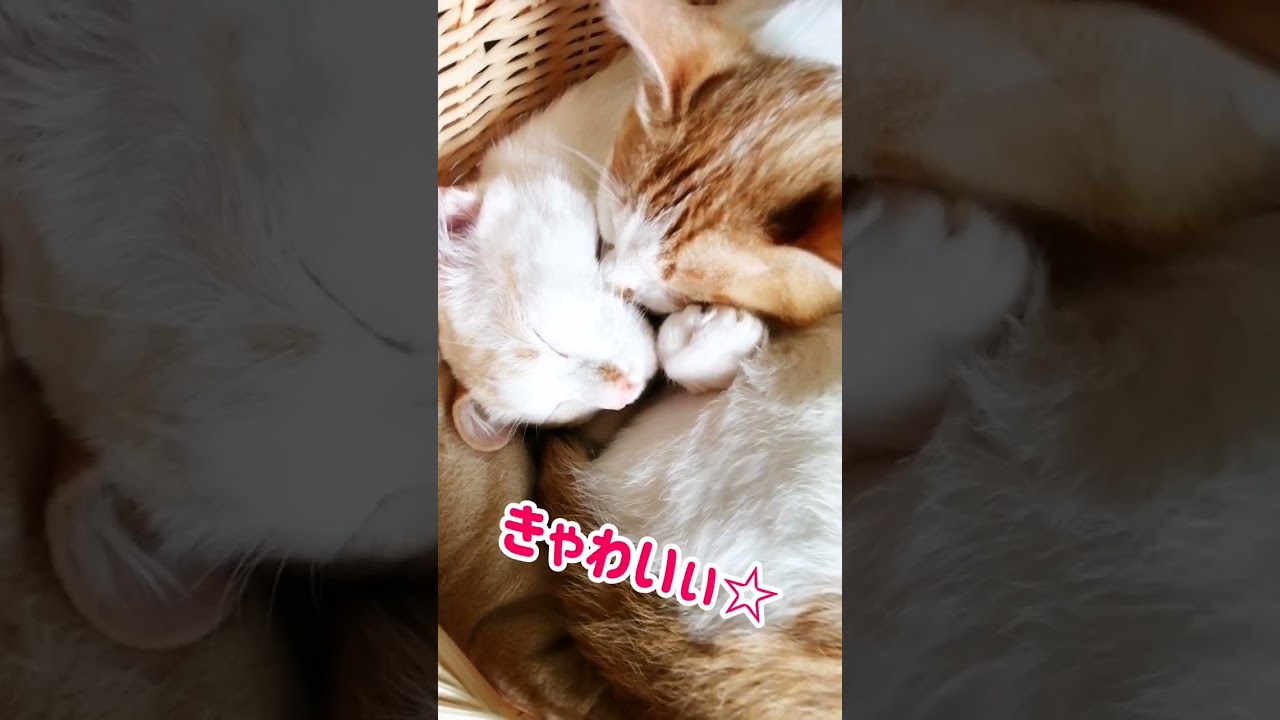 【ねこ動画】ずっと見てられるお昼寝中のねこ親子🐱 #shorts #猫 #ねこ親子