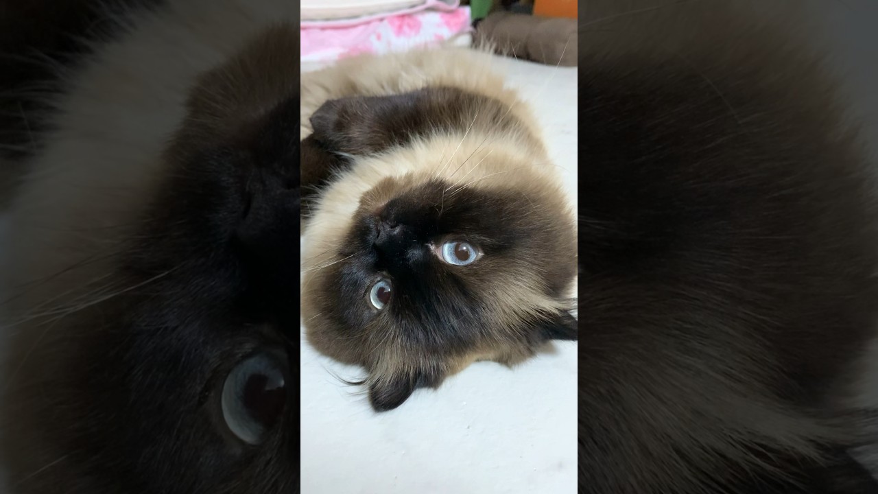 ラッコみたいなげんたくん #猫 #ヒマラヤン #猫のいる暮らし #shorts