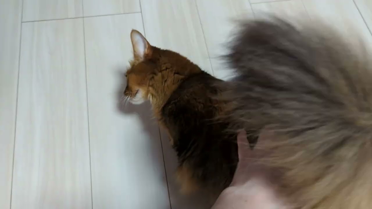 【887日目】わしゃわしゃ #ソマリ #cat
