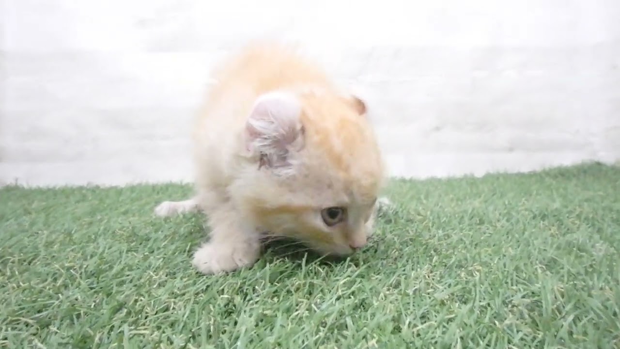 Coo&RIKU　No00680748 アメリカンカール