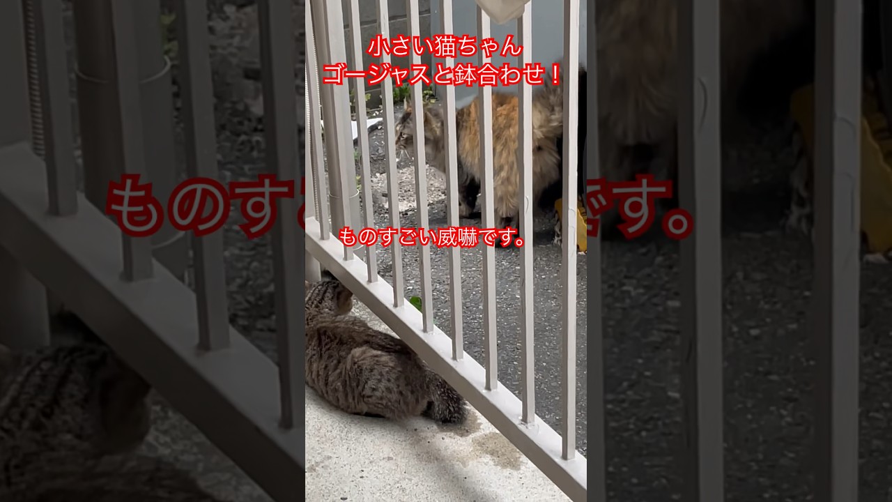 かわいい猫ちゃんすごい威嚇！！#short#shorts#cat#cats#japan#日本猫#ねこ#猫#猫動画#野良猫#癒し#威嚇#おすすめ#ペット