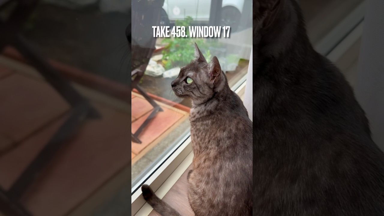 #にゃるそっく中 にゃ❗️蟻、蝶、蜂など昆虫観察にも忙しいにゃ‼️#エジプシャンマウの仲間たち #エジプシャンマウスモーク #egyptianmaucat #shorts #window #窓辺の猫