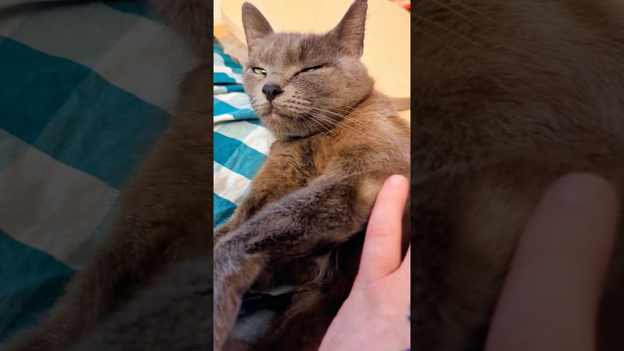 when cats are happy short version #understandingcats #adoptdontshop #cutecat #animal #catlover #pets