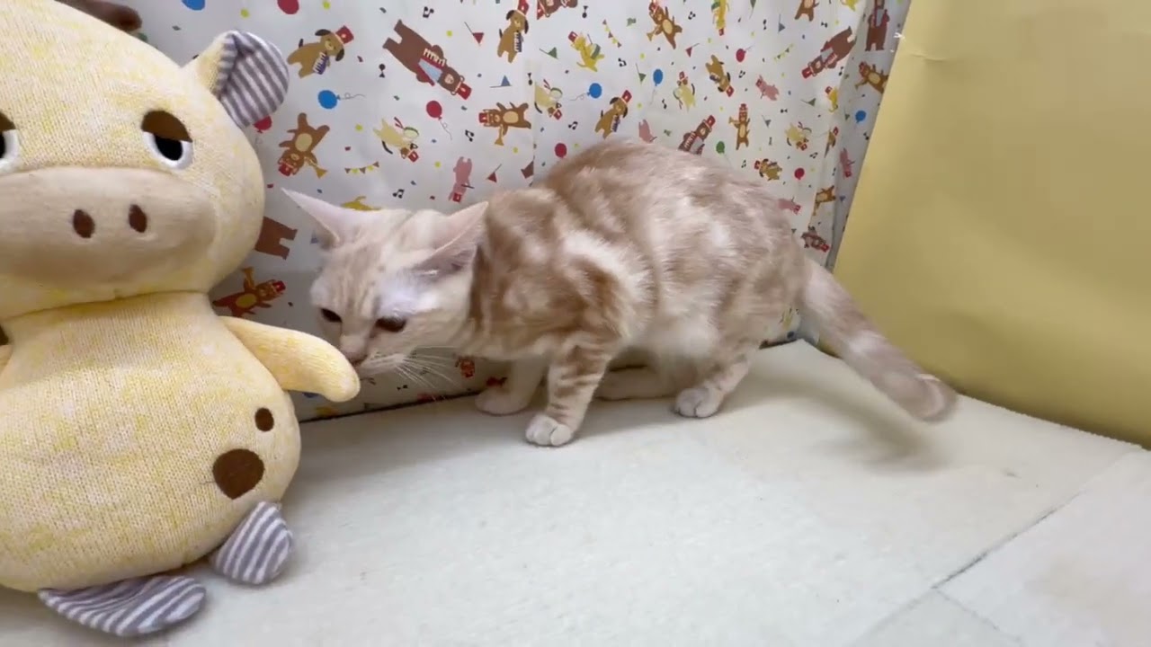 Coo&RIKU　No.664492 アメリカンショートヘアー