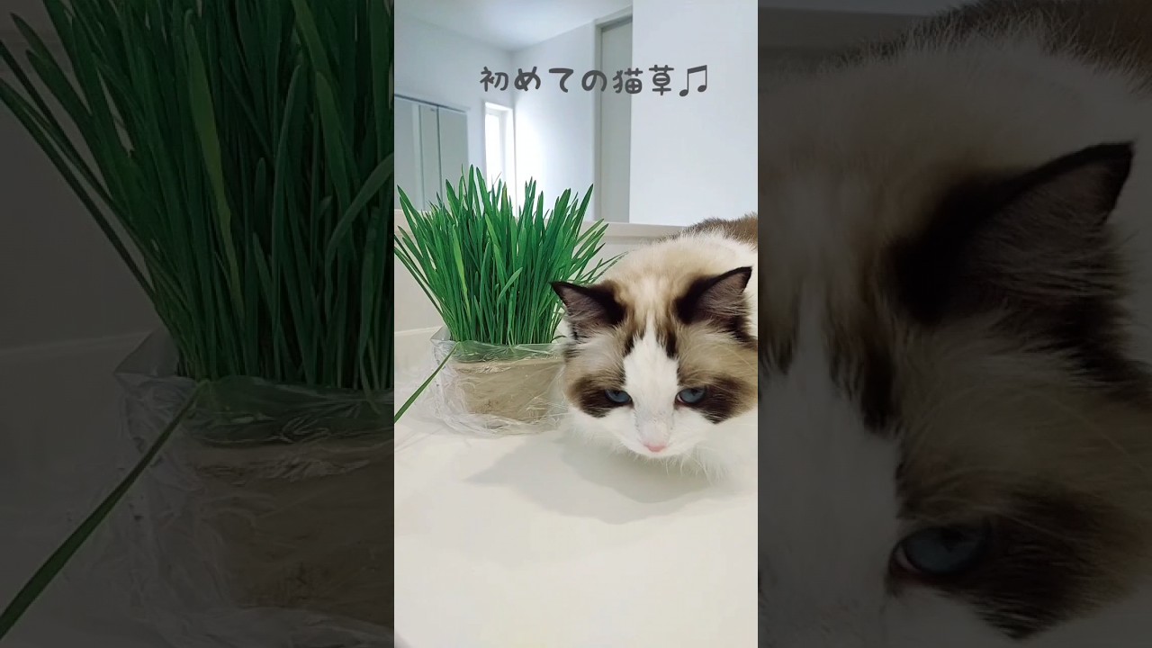 初めての猫草🍀#cat #catlover #ragdoll #ラグドール #猫のいる暮らし #初めての猫草