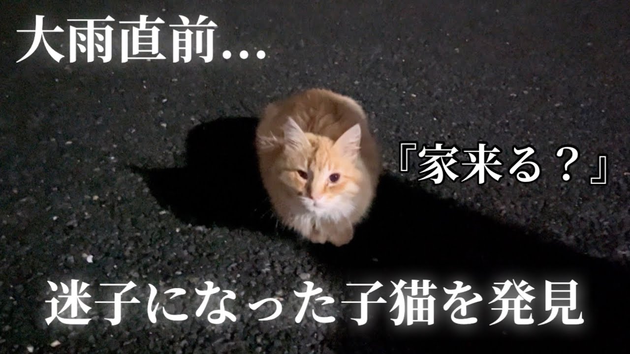 【子猫保護】迷子になり家族を鳴きながら探す子猫と出会いました