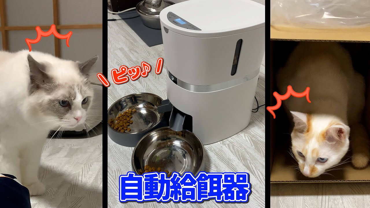 自動給餌器にドン引きする猫たち