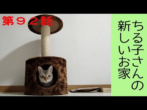 【シンガプーラ】世界一小さい猫は小さいキャットタワーで十分