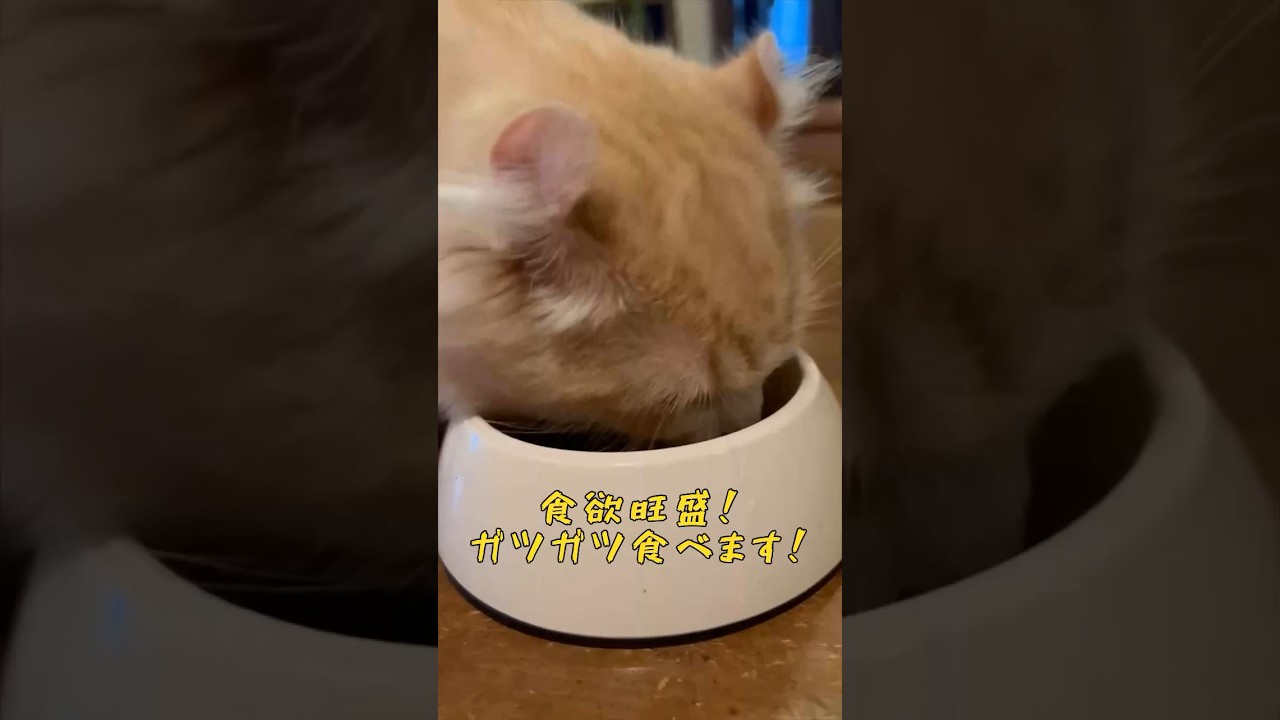 【キンカロー】ガツガツ食べる毛玉【マンチカール】