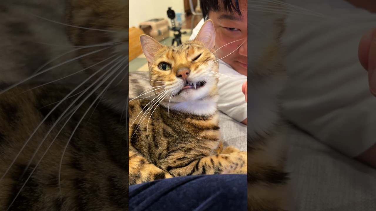 立派なヒゲを誰にいじられているか理解できていない猫　#ルトロゼ #ベンガル #cat