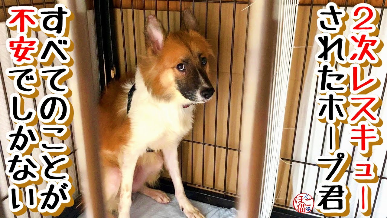 【2次レスキュー 保護犬 保護猫】お父さんも怖い、子猫も怖い、外も怖い・・・