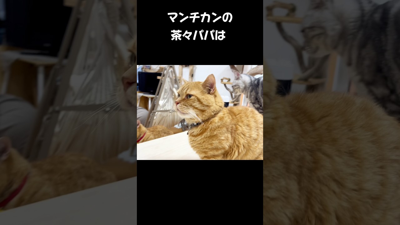 マンチカンの茶々パパは... #猫 #マンチカン #shorts