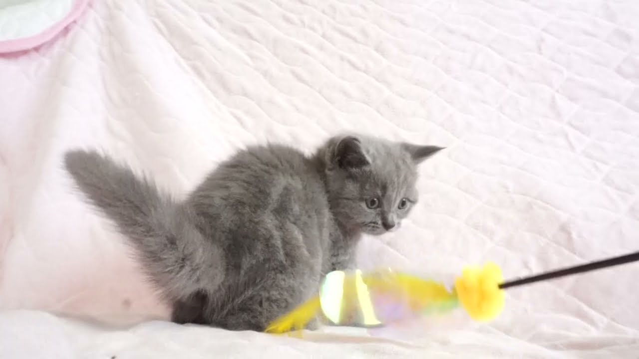 ブリティッシュショートヘアー子猫　British Shorthair　2024.5.17産まれ　ブルークリーム　女の子　シーダキャット猫のお店