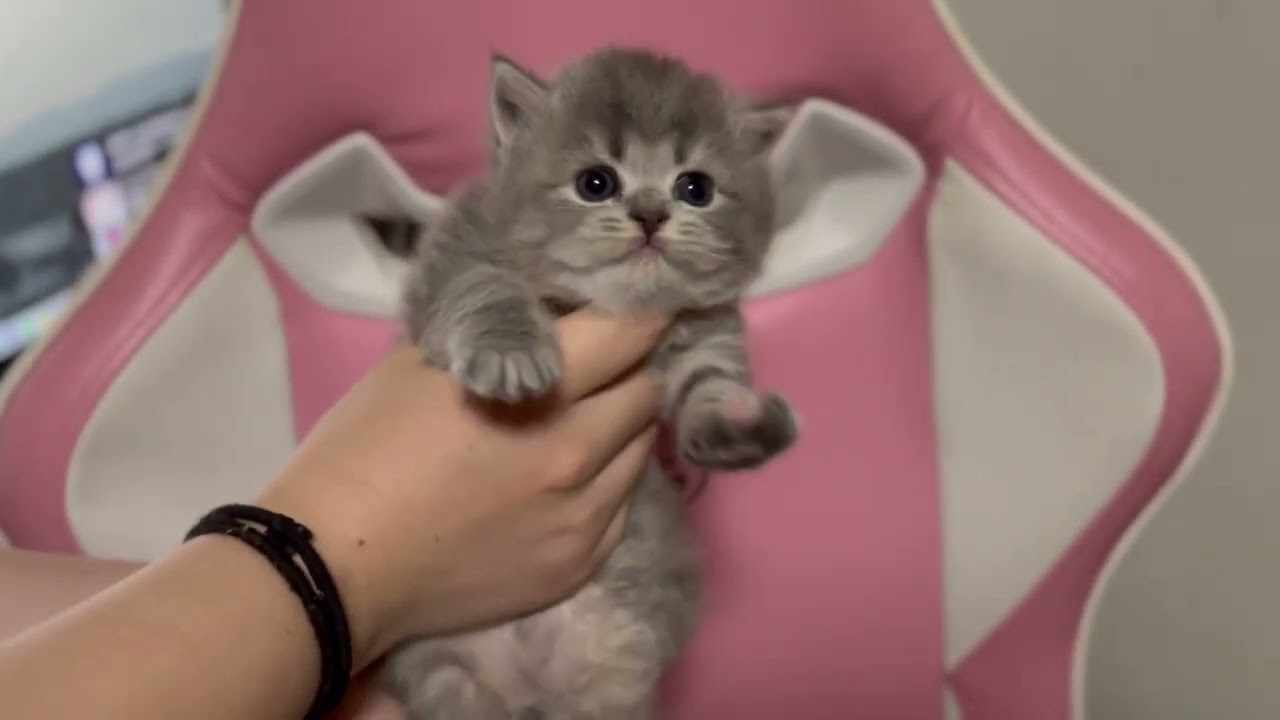 スコティッシュフォールド つぶらな瞳が激カワなスコティッシュの女の子‪🧡‬‪