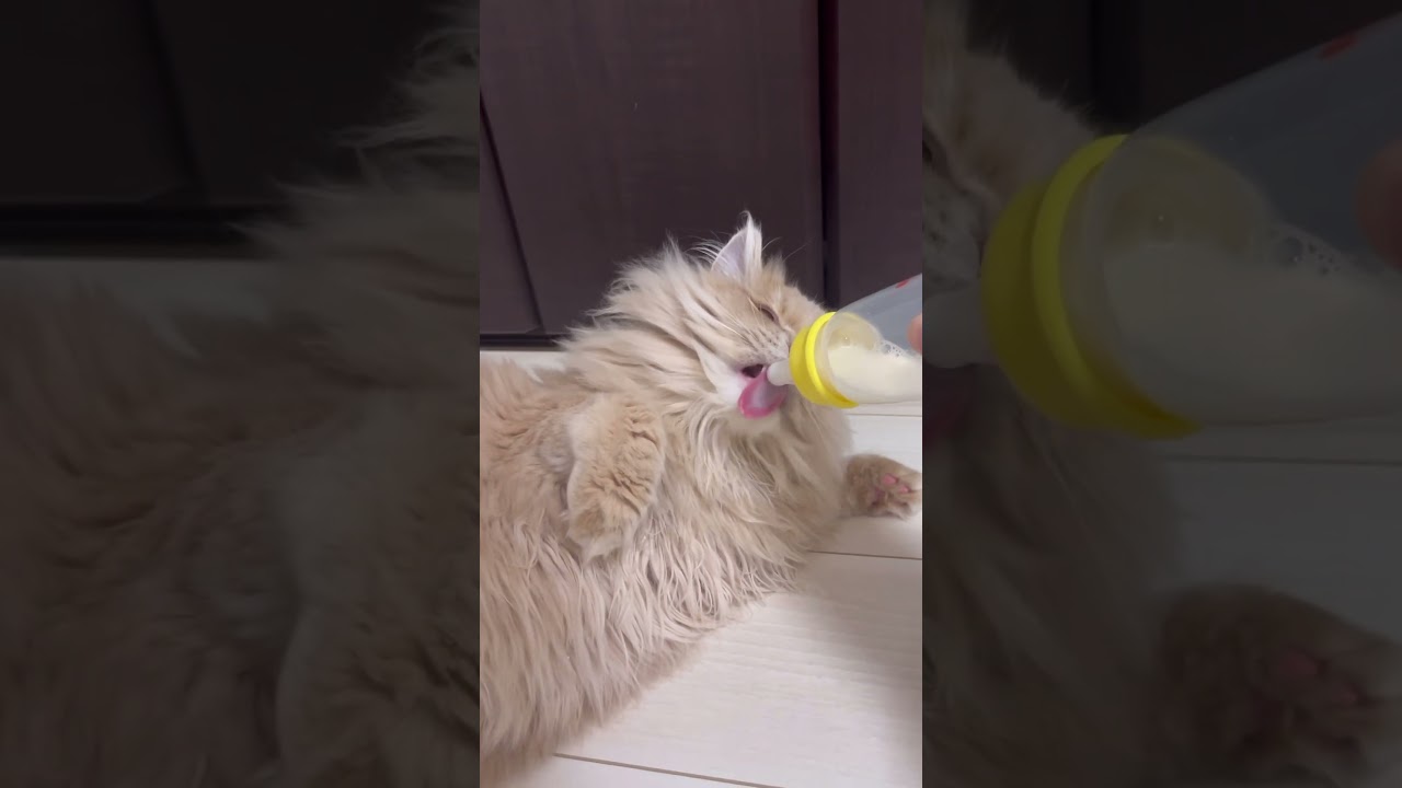 ミルクを飲む子猫がセクシーすぎた...#shorts #猫 #サイベリアン