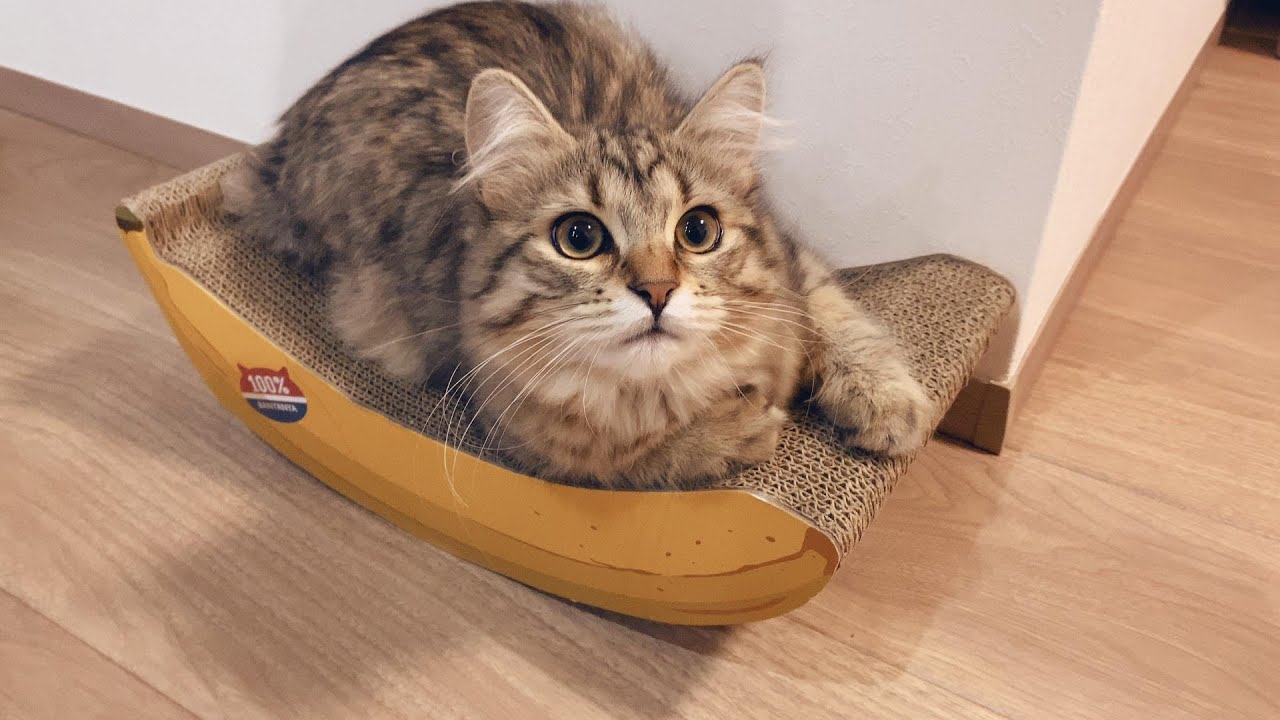 バナナ爪とぎの使い方が間違っている子猫【episode31】【サイベリアン】