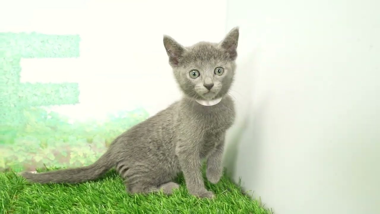 Coo&RIKU　No00679413 ロシアンブルー