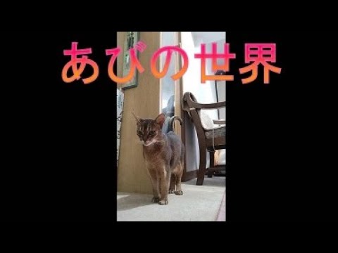 ネコ動画あび＃3859　あびの毎日　アビシニアン　あび