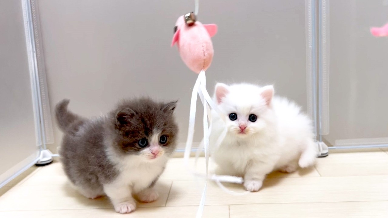 【マンチカンの子猫】子猫達とピンク鼠で遊べるかな？な件 ～猫のいる生活Vol.981～出産動画 マンチカン短足・ミヌエット・ペルシャ猫専門ブリーダー『ペット蔵人』【子猫の成長記録】