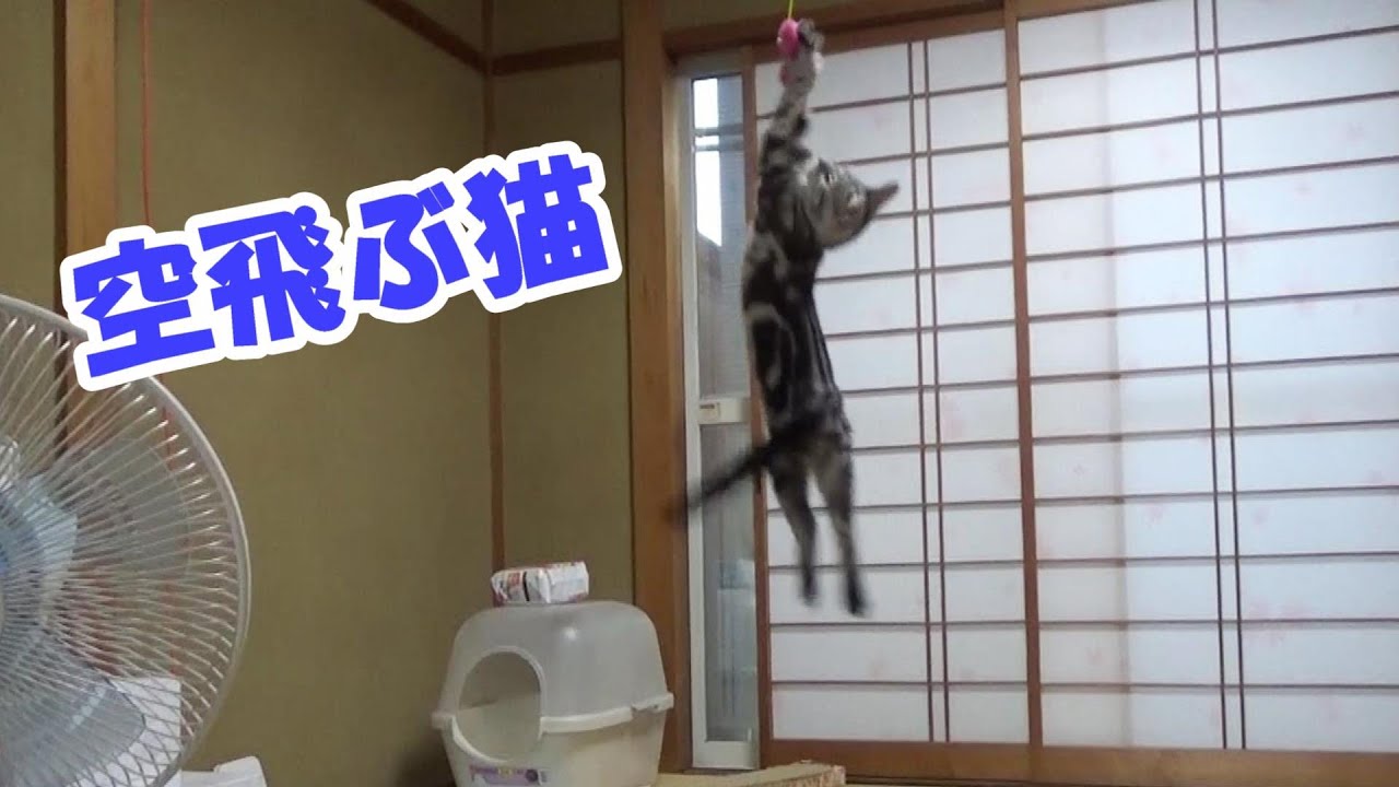 空飛ぶ猫！猫のジャンプ力　（アメリカンショートヘアの子猫）