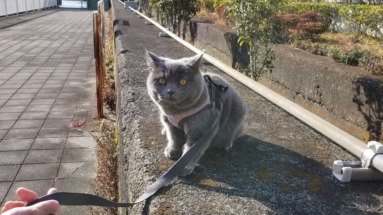 【猫】 まる散歩 春もうすぐでまるちゃんとおでかけ 【ブリティッシュショートヘア】