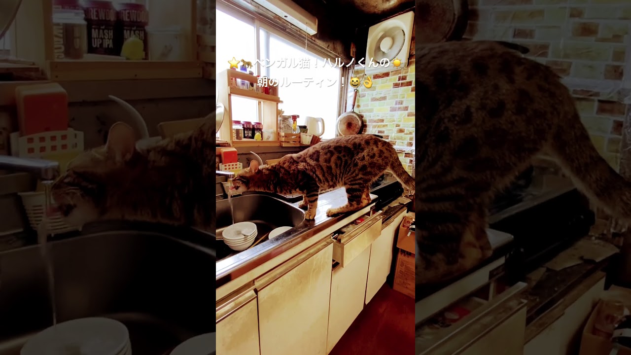🌟🐆ベンガル猫ハルノくん！今朝のルーティン！目指せ４０万人（笑）（２０２４０６２５ー２） #ベンガル#bengalcat#short