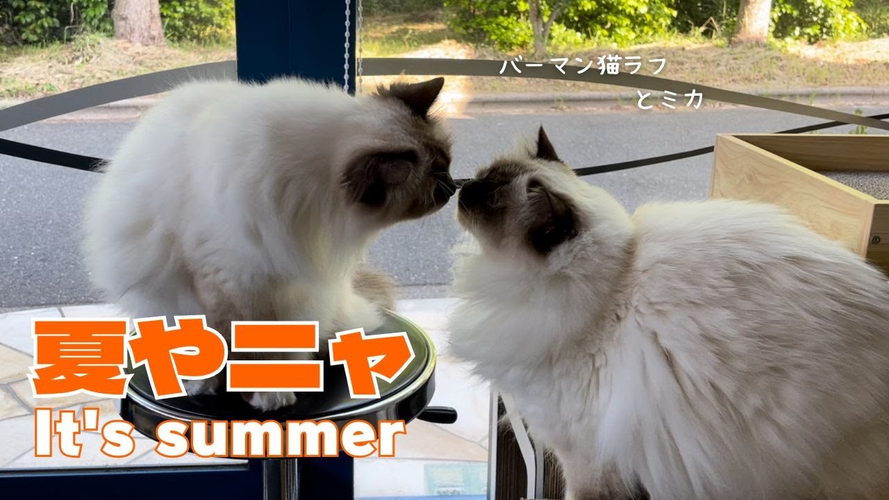 バーマン猫ラフとミカ【夏やニャ】It's summer（バーマン猫）Birman/Cat