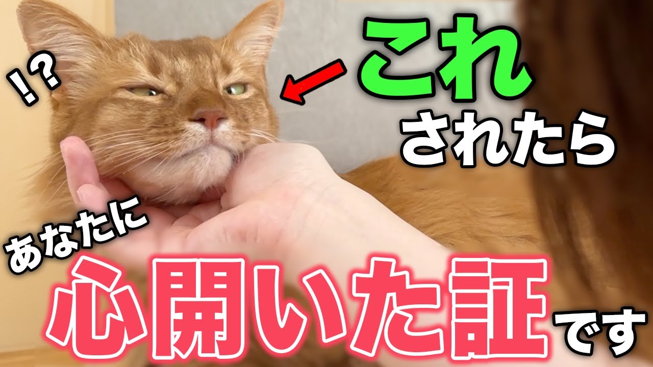 猫が飼い主に心を開いているときに見せるサイン13選【徹底解説】