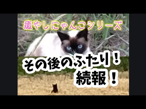 シャム嬢と黒猫氏続報🐈🐈‍⬛！！癒やしにゃんこシリーズ
