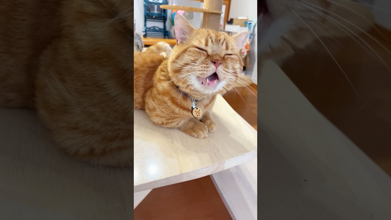 家族を守るとうちゃん #猫 #マンチカン #shorts