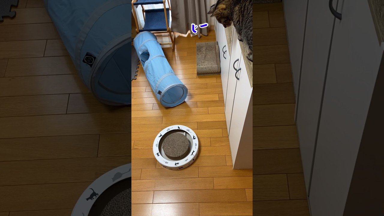 こう遊ぶんだよ！#shorts #猫#ソマリ#キジトラ