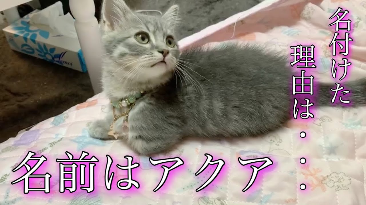 マンチカンのアクアちゃんの名前の由来についてお話します