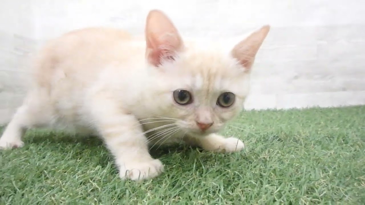 Coo&RIKU　No00680729 スコティッシュフォールド