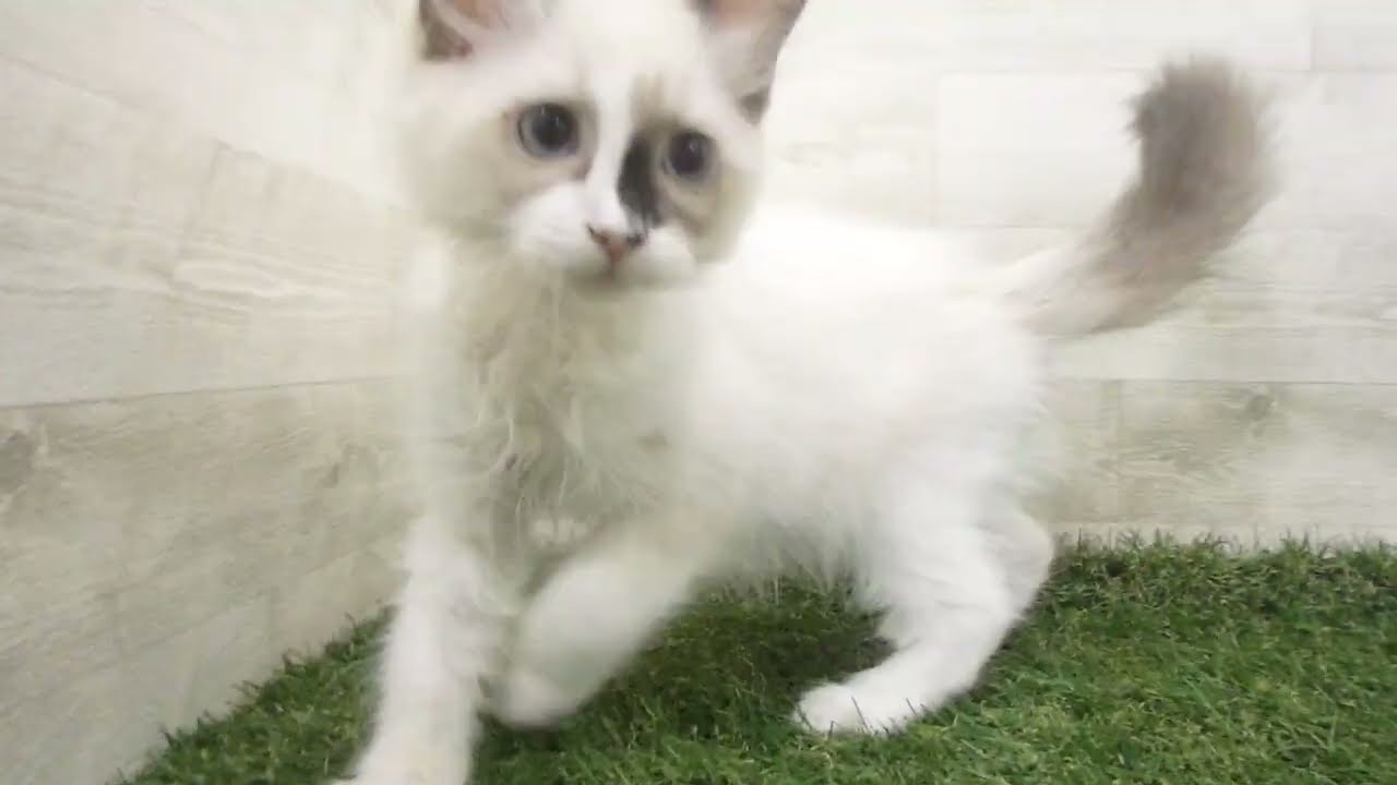 Coo&RIKU　No00679487 アメリカンカール