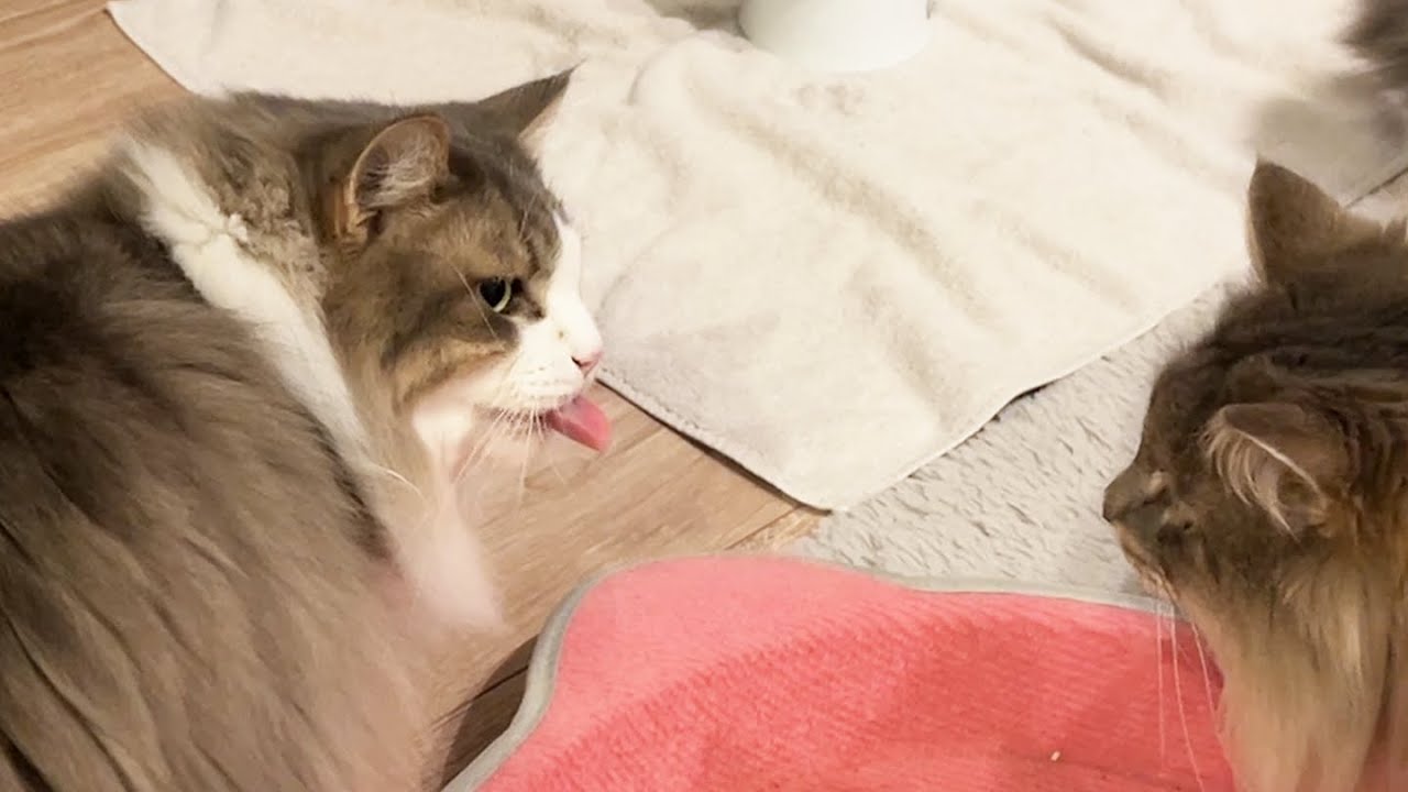 病院帰り3日目の猫のご飯を横取りして権力を見せつけていく猫（ただのお残しなので安心してください） ノルウェージャンフォレストキャット