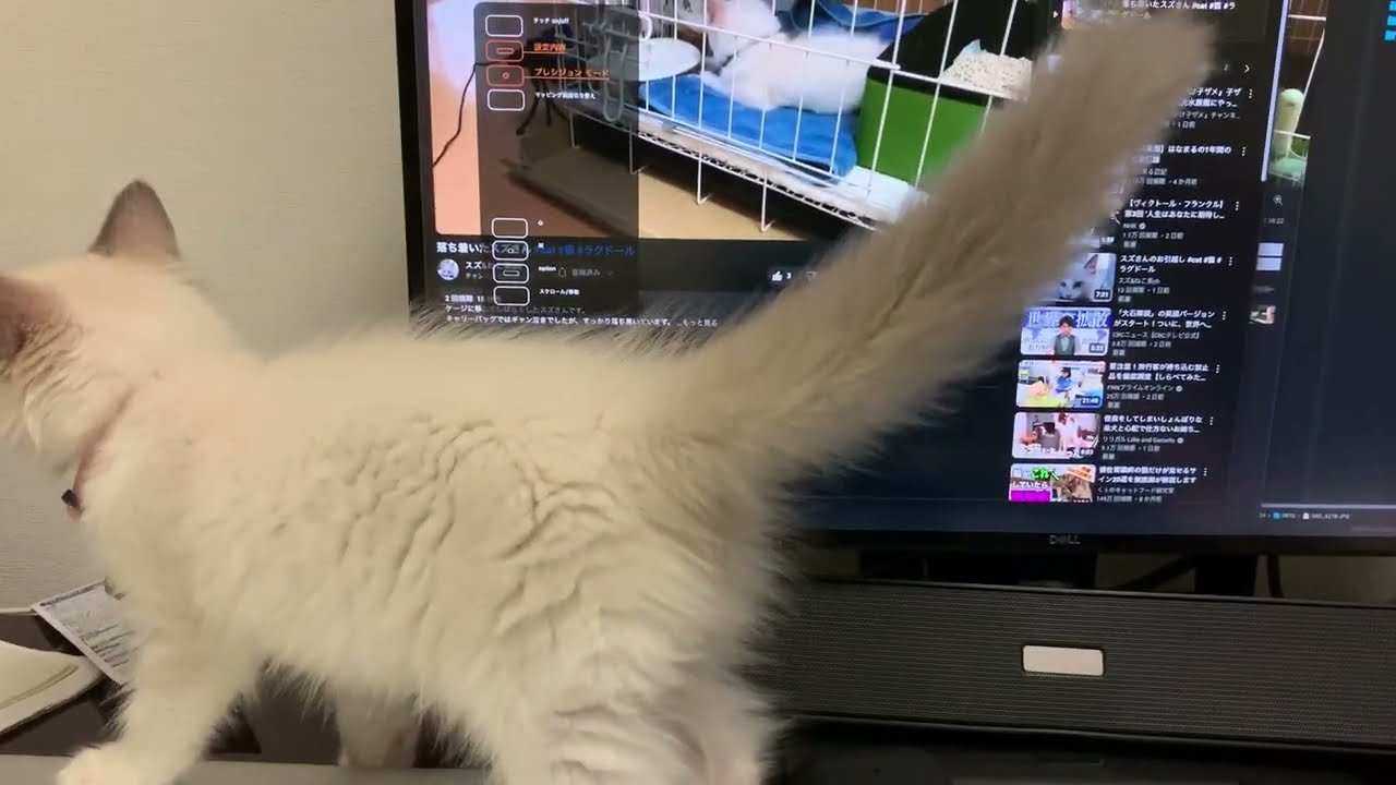 自分にじゃれつくスズさん #cat #猫 #ラグドール
