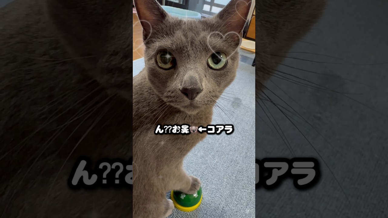 【ロシアンブルー】めろん7月スタート🤗お鼻が気になる🫢【猫】#shorts