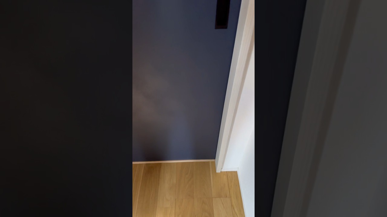 朝イチドア開けた瞬間の猫の反応 #cat #ラグドール #ねこ動画 #ねこ動画 #猫のいる暮らし #猫動画