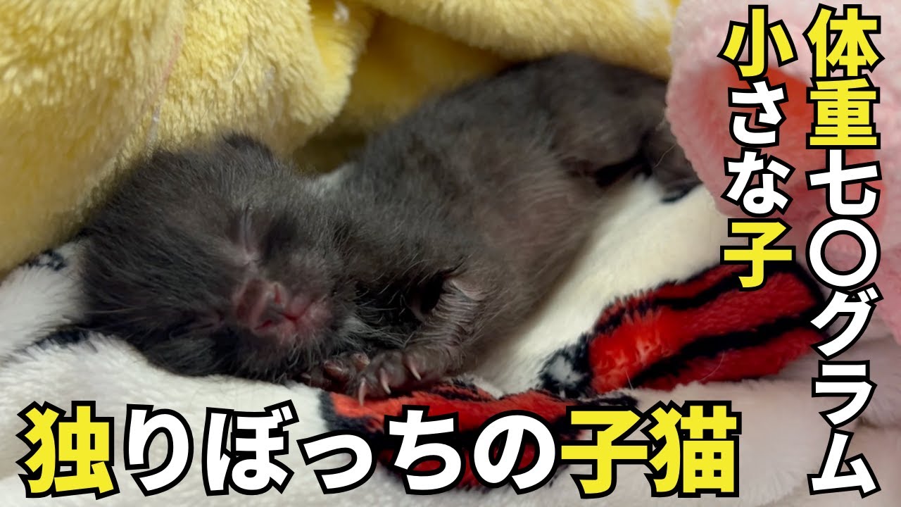 【子猫保護】70gでひとりぼっちだった子猫