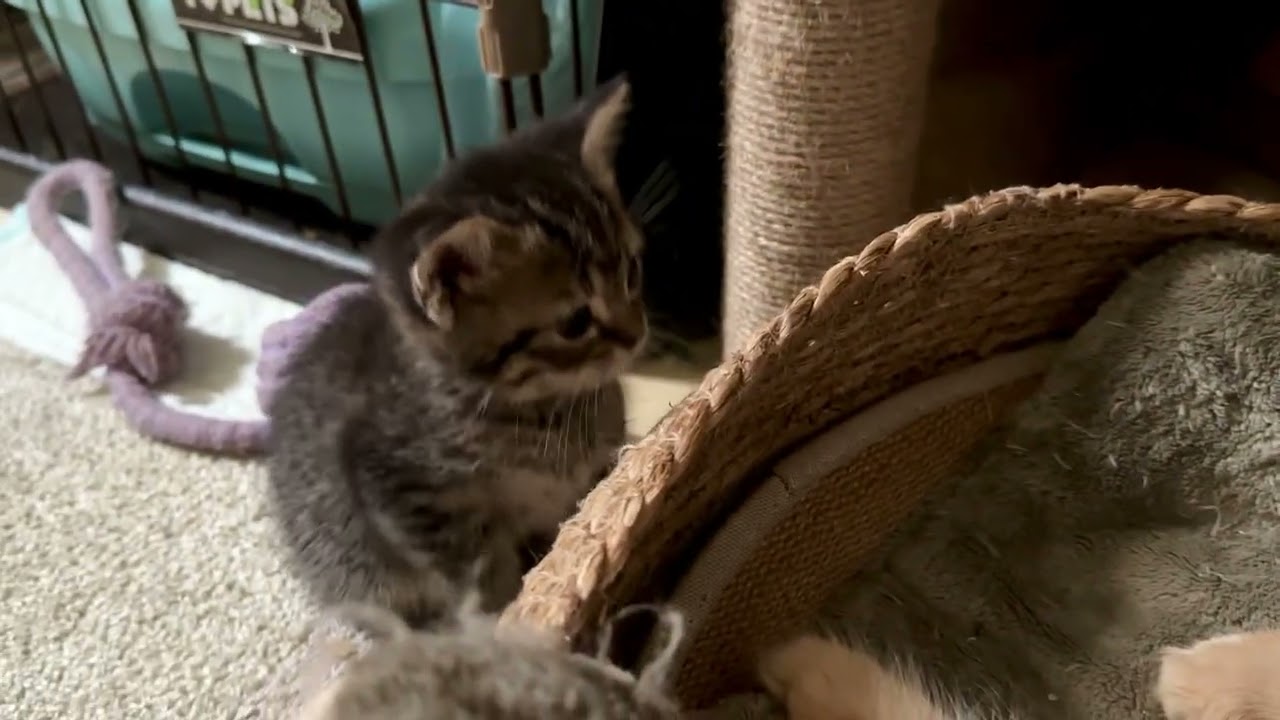 スコティッシュフォールド（2024.5.8生まれ）1【撮影日：2024.6.13】