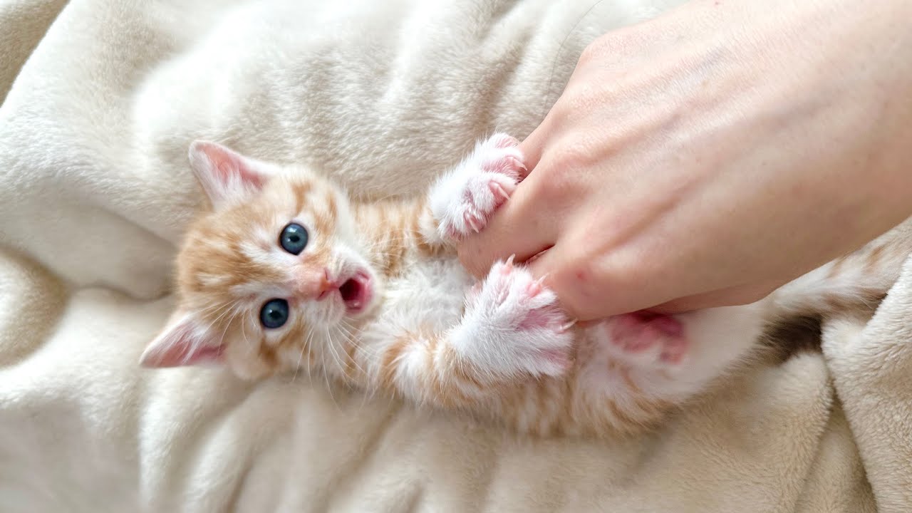 こちょこちょパーにチャレンジする子猫【かぐ告兄妹日記#16】Kitten who challenged "Choko Choko Par".