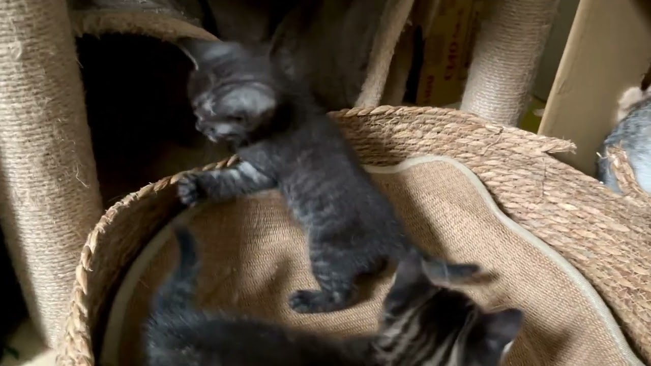 スコティッシュフォールド（2024.5.8生まれ）2【撮影日：2024.6.13】