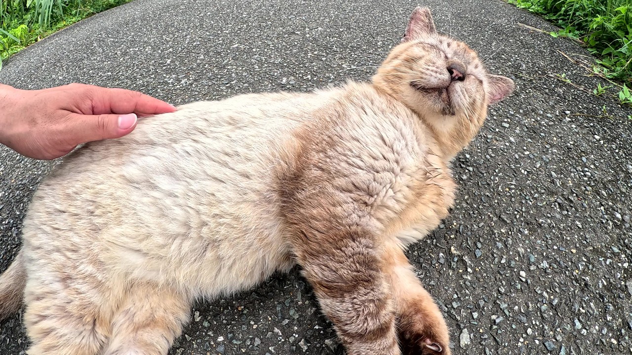 おじいちゃんシャム猫をモフったら「極楽じゃ～」と喜んでくれた