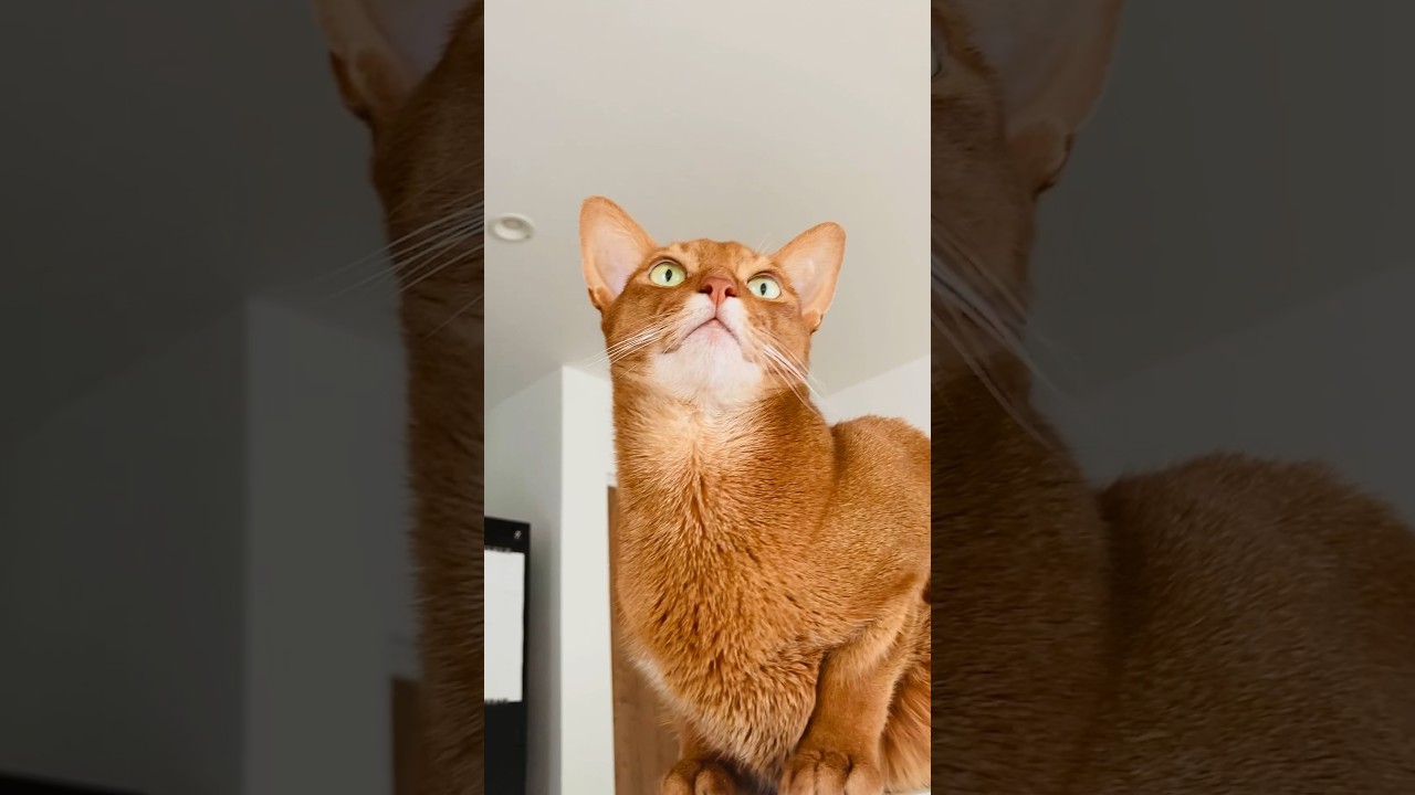 ここちゃんを観察( ๑ㆆ ㆆ)じー✨️#猫#こころ#アビシニアン#レッド#sunny#cat#abyssinian#red