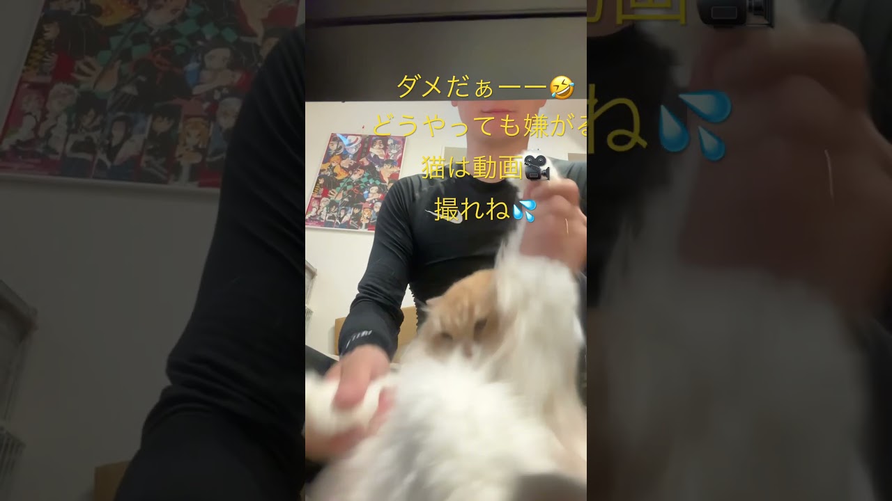 5匹目　らい　サイベリアンの場合💦タンフル　猫ダンス　　　　　　　　　　　　もーーー撮れねーーー
