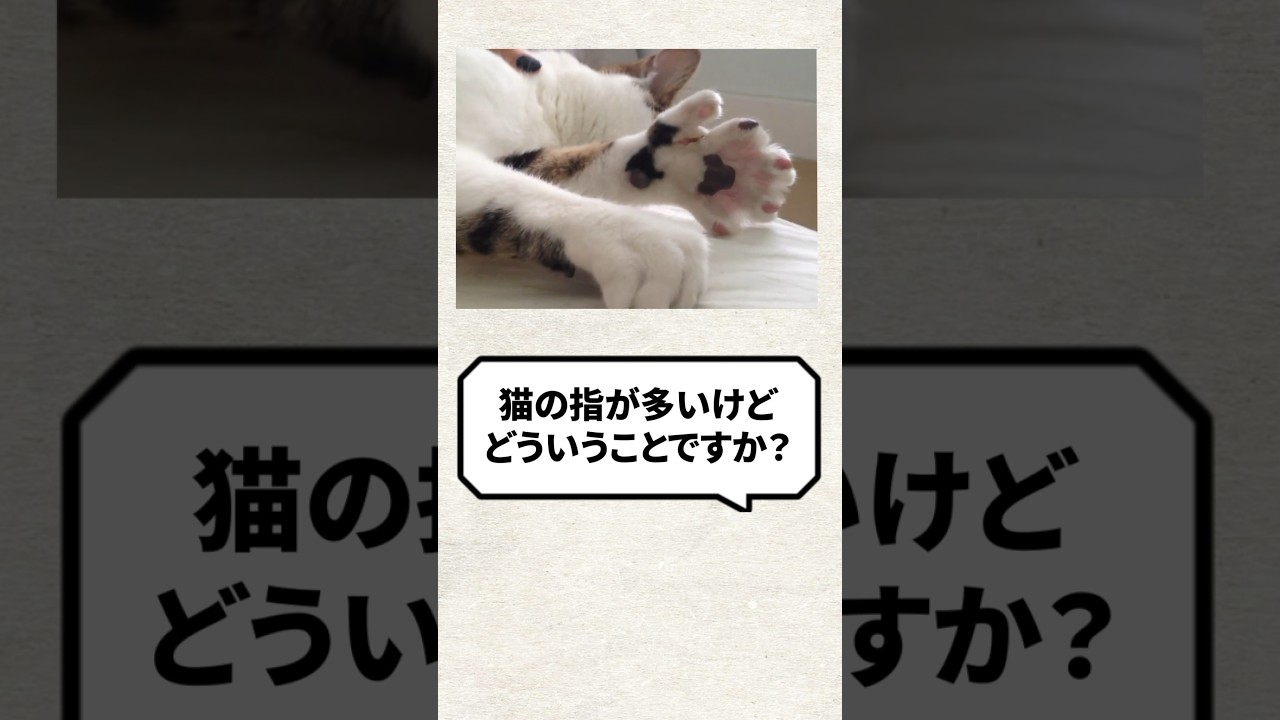 Q：猫の指の数が多いけどどういうことですか？ #猫 #猫好きさんと繋がりたい #ねこ