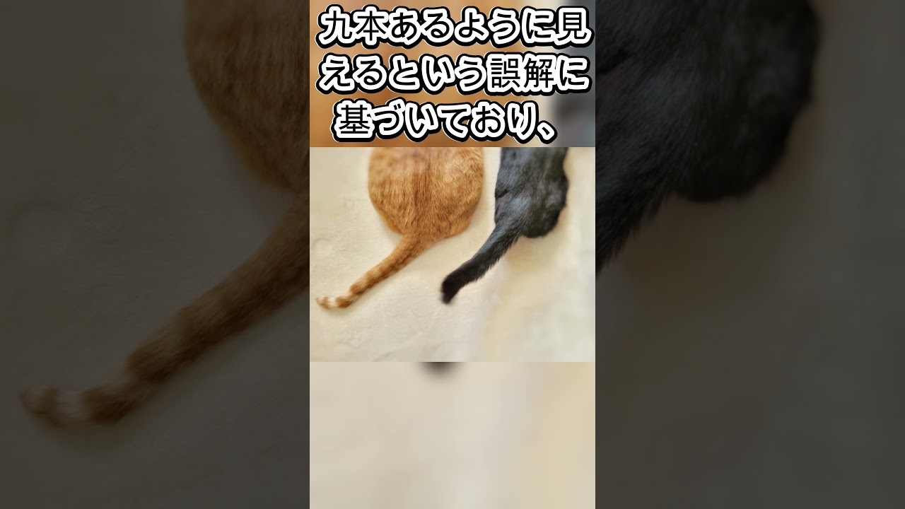 信じる？疑う？猫にまつわる都市伝説#猫 #雑学 #猫のいる暮らし #shorts#四国めたん