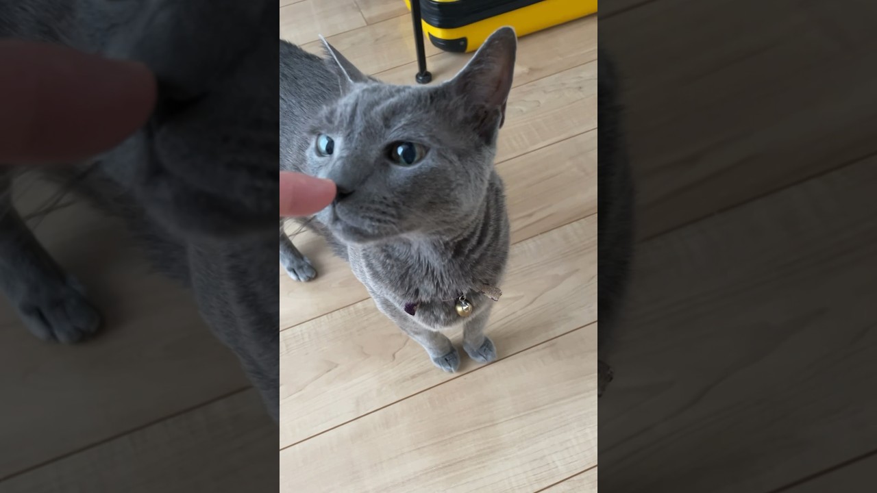 ついてくる_20240623 #shorts #cat #猫 #ロシアンブルー